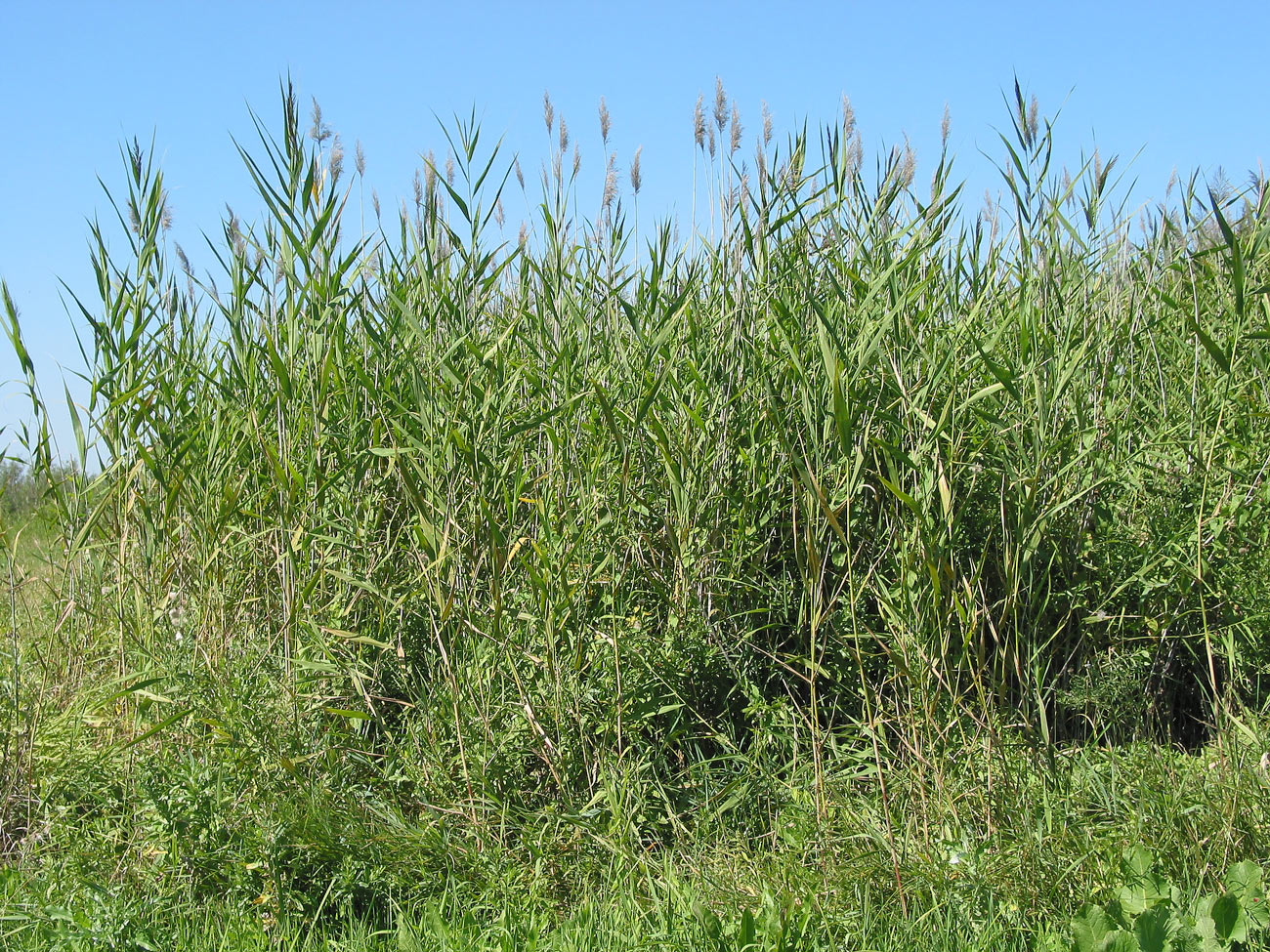 Изображение особи Phragmites australis.