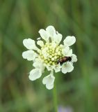 Scabiosa ochroleuca. Соцветие с кормящимся жуком-нарывником. Казахстан, Восточно-Казахстанская обл., Уланский р-н, окр. с. Украинка, луг. 05.07.2007.