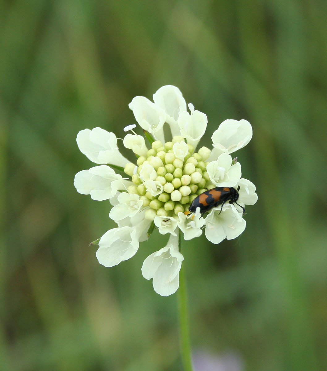 Изображение особи Scabiosa ochroleuca.