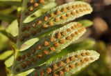 genus Polypodium. Часть вайи с сорусами. Крым, окр. перевала Аликот-Богаз, рядом с дорогой Белогорск - Приветное, скальный выход. 17.02.2019.