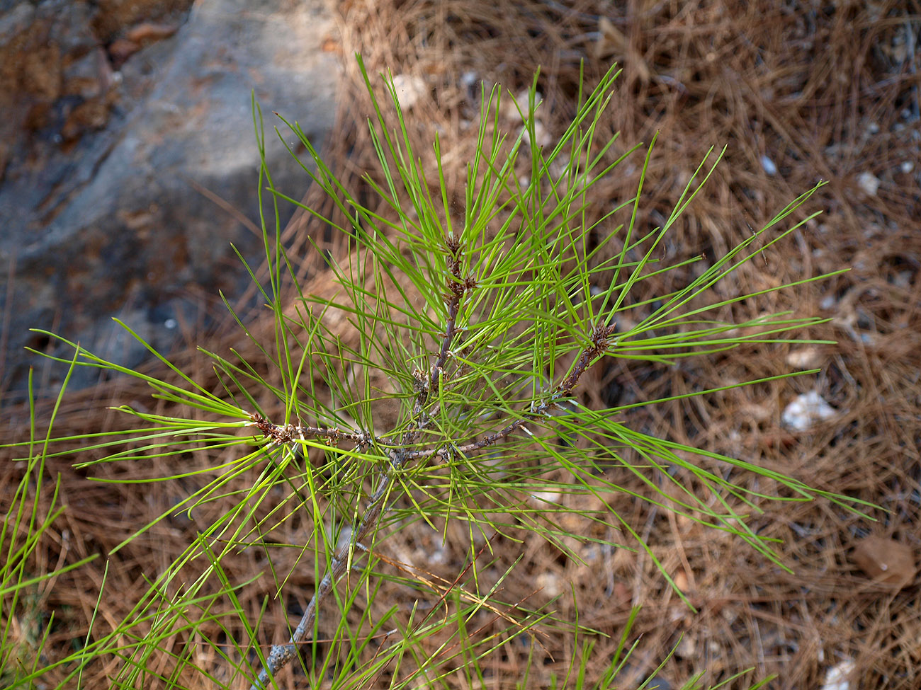 Изображение особи Pinus brutia.