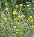 Anthemis tinctoria