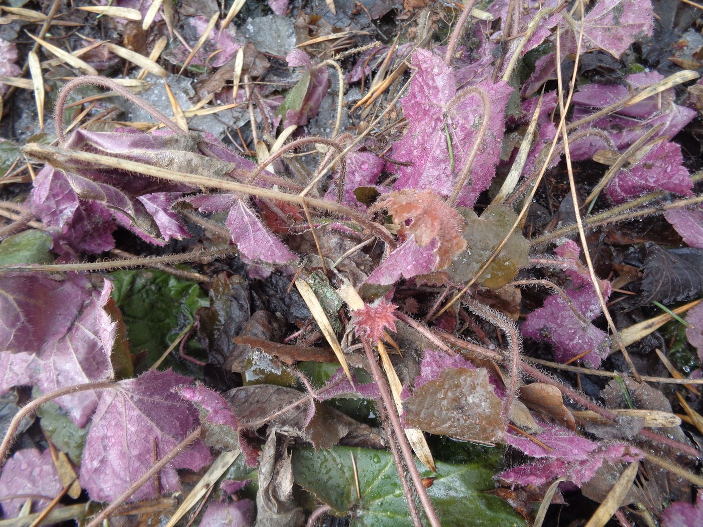 Image of Heuchera micrantha specimen.