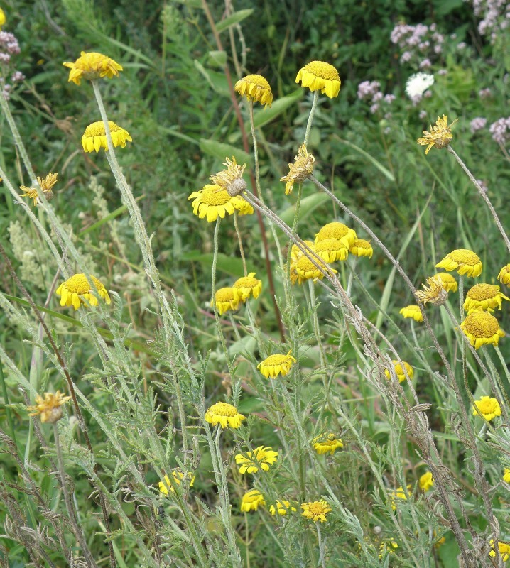 Изображение особи Anthemis tinctoria.