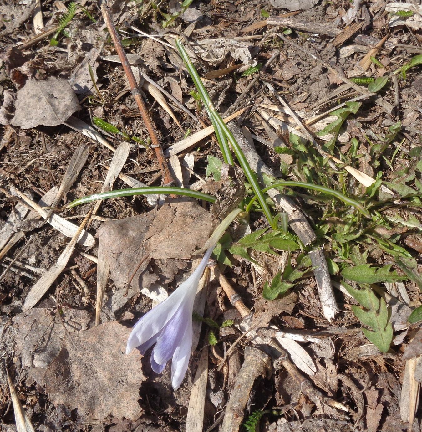 Image of genus Crocus specimen.