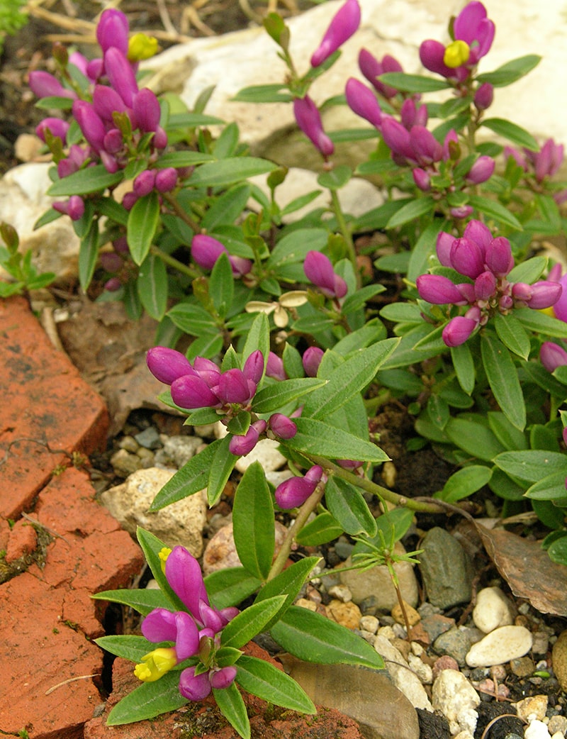Image of Polygala chamaebuxus specimen.