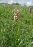 Orchis × wulffiana гибридный подвид suckowii. Цветущее растение. Краснодарский край, м/о город-курорт Анапа, пос. Супсех, луговая степь на окраине посёлка. 9 мая 2019 г.