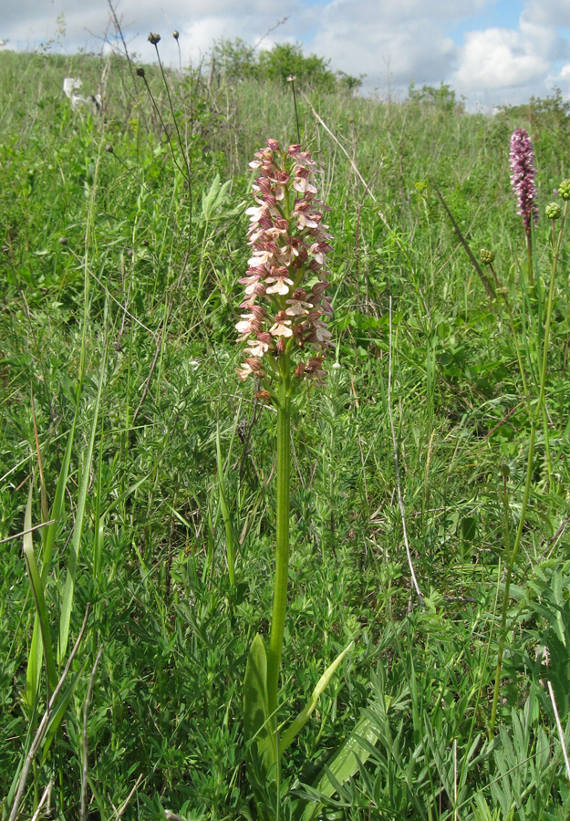 Изображение особи Orchis &times; wulffiana nothosubsp. suckowii.