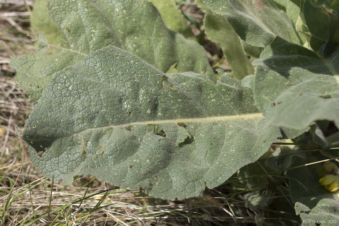 Image of Verbascum densiflorum specimen.