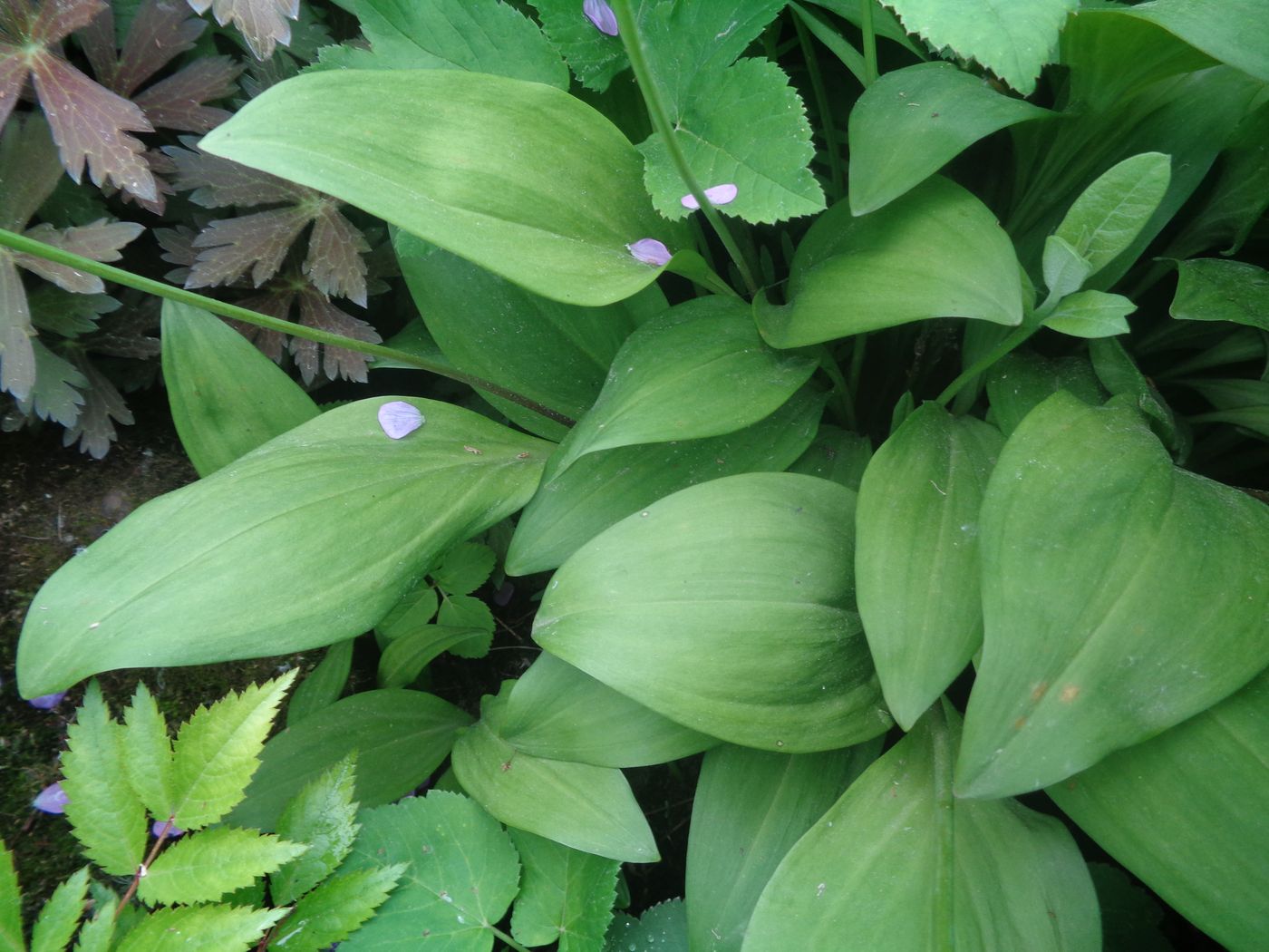 Image of Allium victorialis specimen.