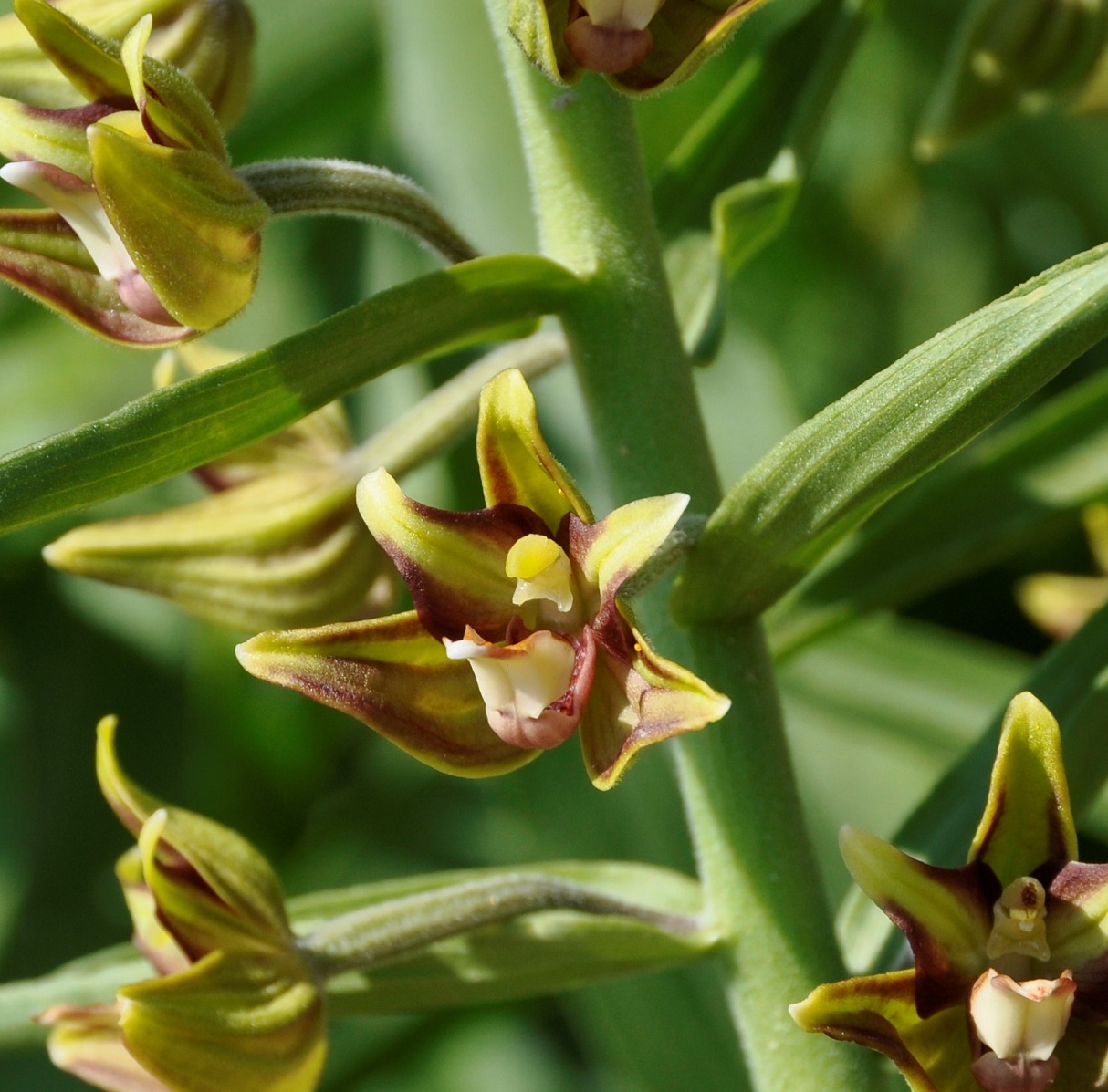 Image of Epipactis veratrifolia specimen.