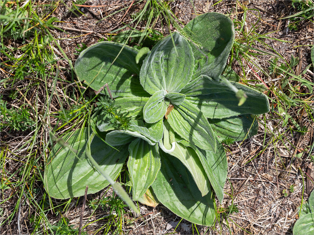 Image of Plantago media specimen.