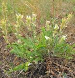 Oxytropis hippolyti. Цветущее растение. Татарстан, г. Бавлы, остепнённый склон. 11.07.2010.