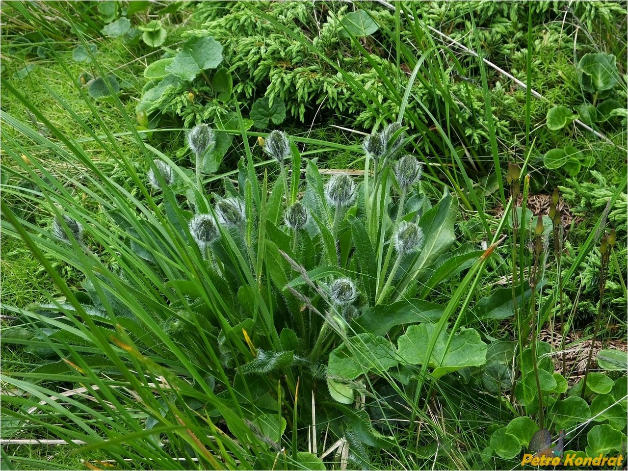 Изображение особи Hieracium alpinum.