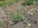 genus Scorzonera