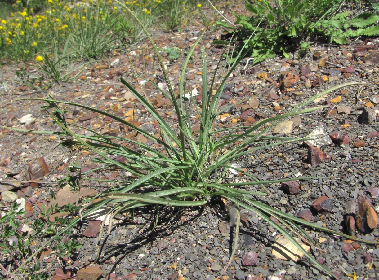 Image of genus Scorzonera specimen.