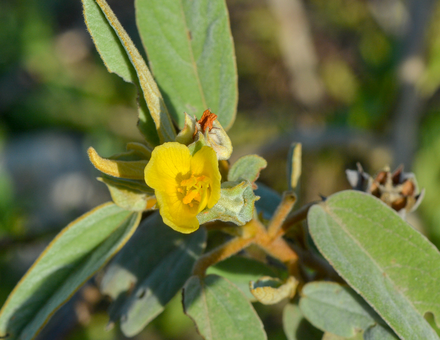 Изображение особи род Abutilon.