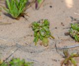 Plantago sarcophylla. Плодоносящее растение. Израиль, Шарон, г. Герцлия, ок. 1 км севернее пос. Ноф Ям, высокий берег Средиземного моря. 03.04.2019.