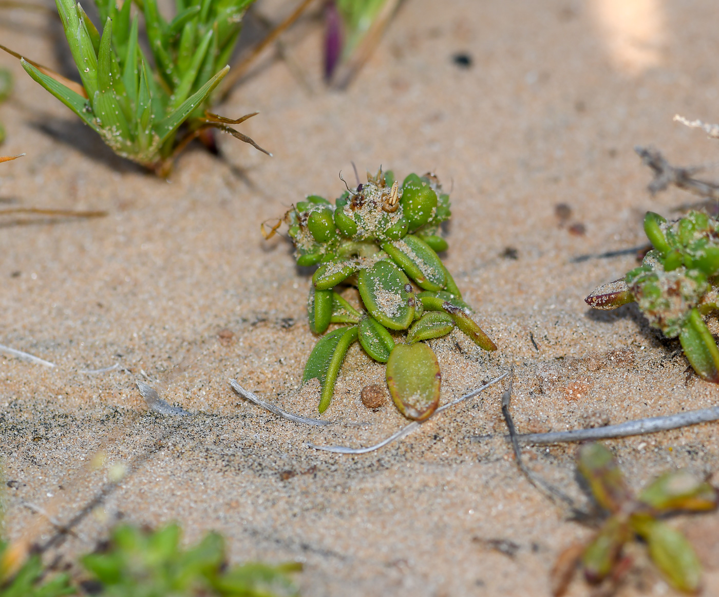 Image of Plantago sarcophylla specimen.