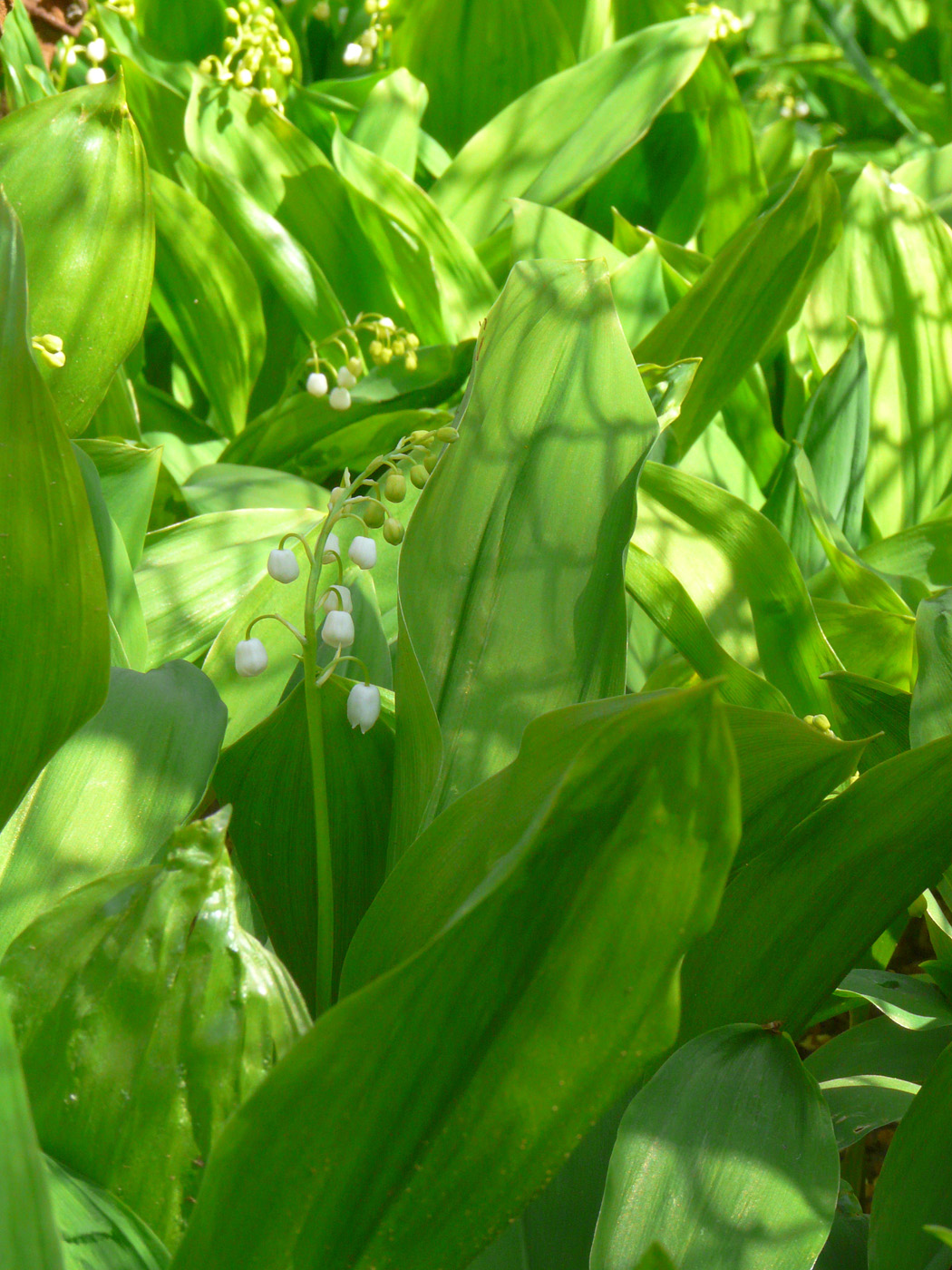 Изображение особи Convallaria majalis.