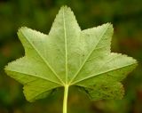 Alchemilla glabra. Прикорневой лист, нижняя поверхность листовой пластинки. Республика Коми, нацпарк Югыд ва, верховья реки Манарага, луг у ручья. 18.08.2019.