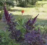 Amaranthus hypochondriacus