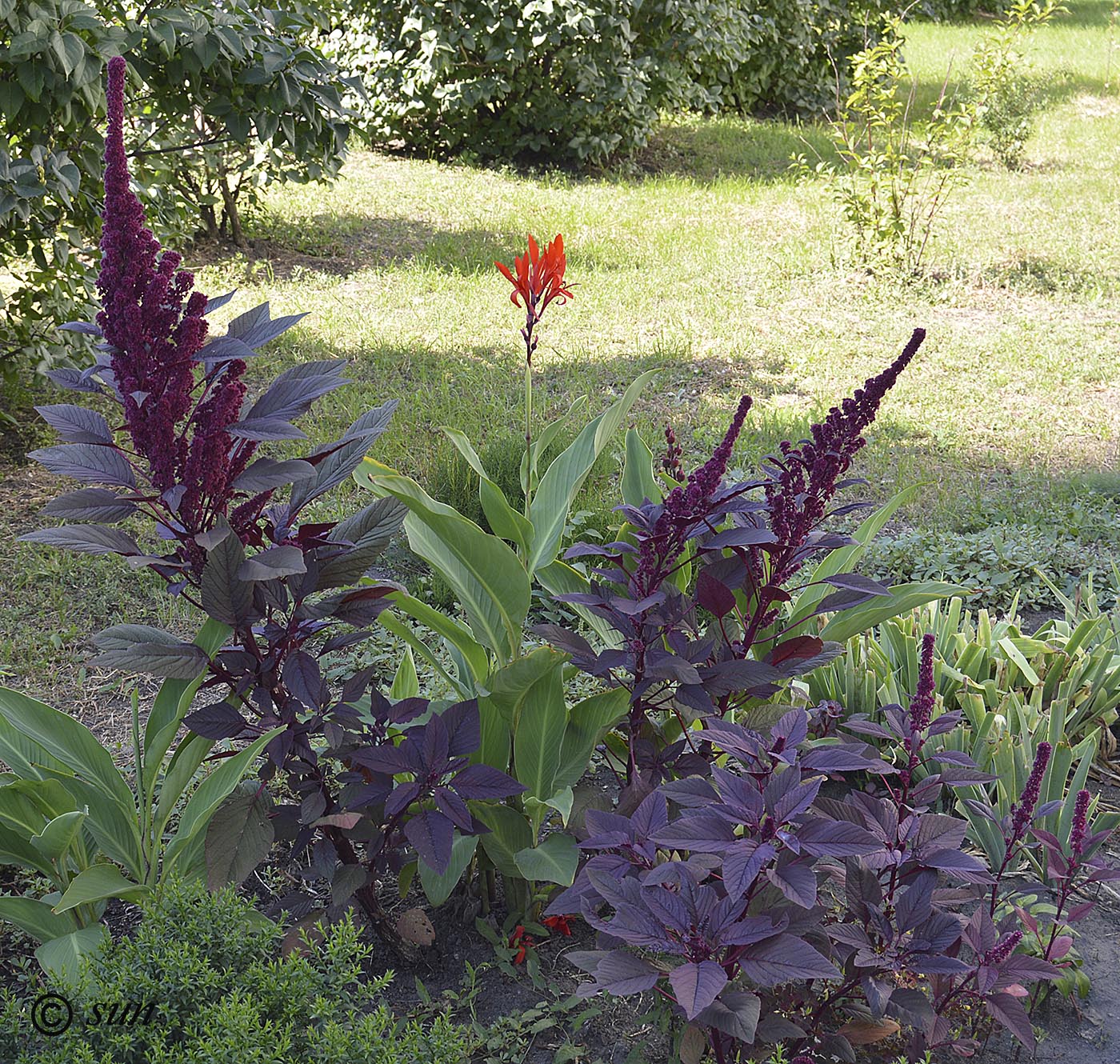 Изображение особи Amaranthus hypochondriacus.