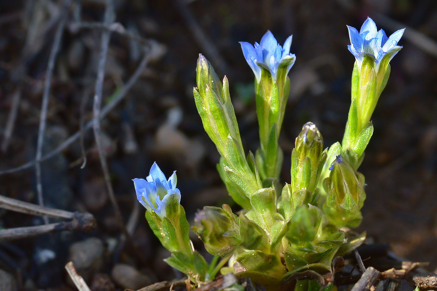 Изображение особи Gentiana aquatica.