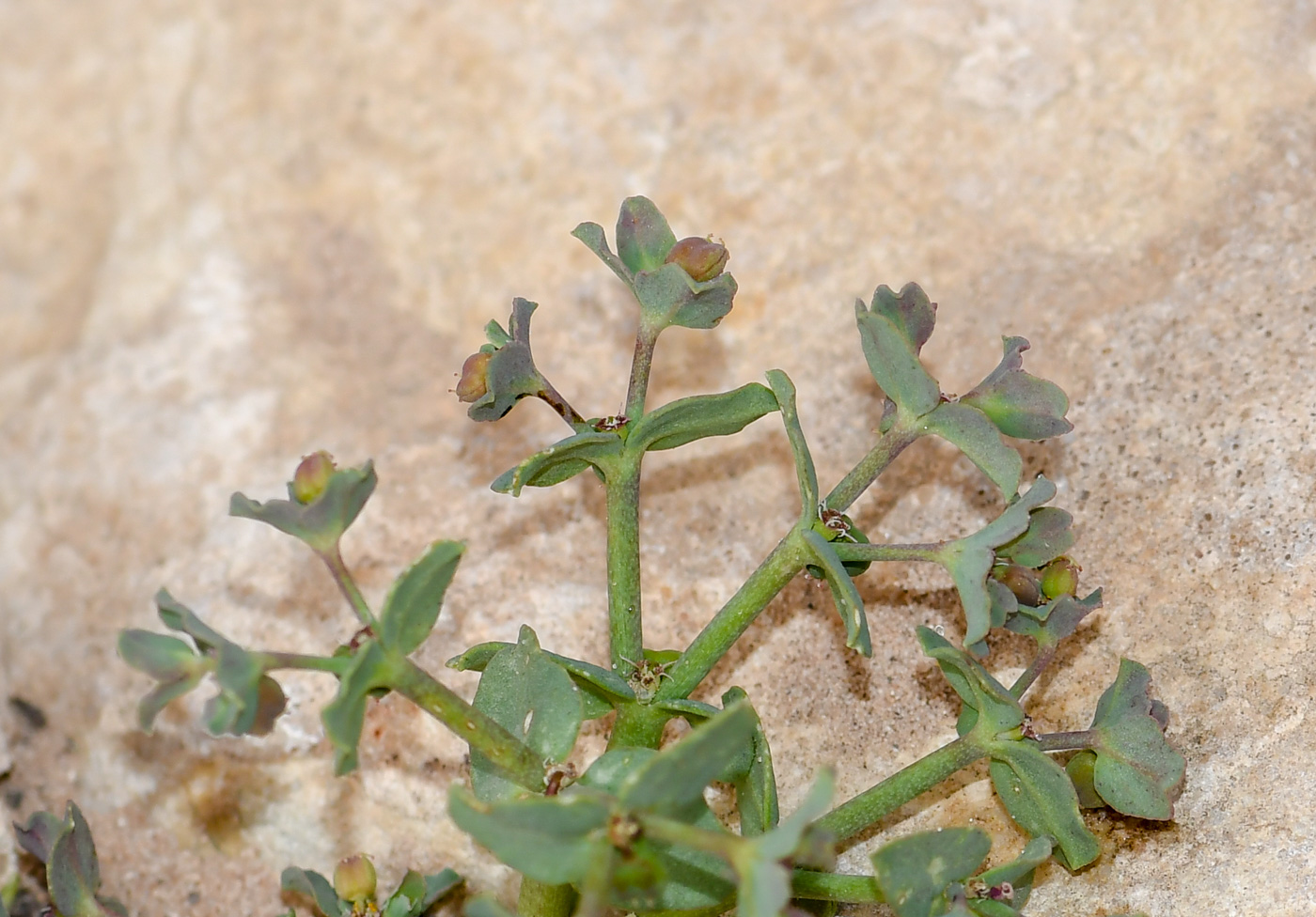 Изображение особи Euphorbia chamaepeplus.