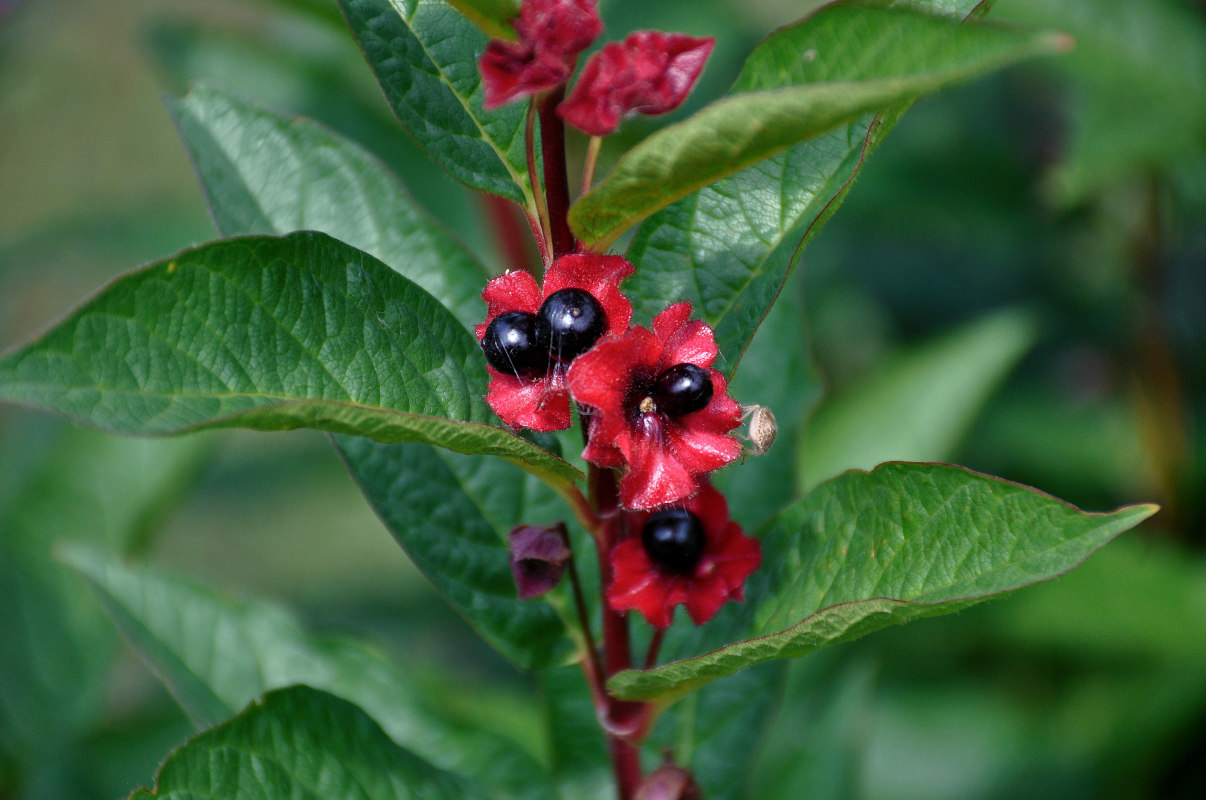 Image of Lonicera involucrata var. ledebourii specimen.