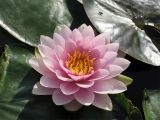 Nymphaea