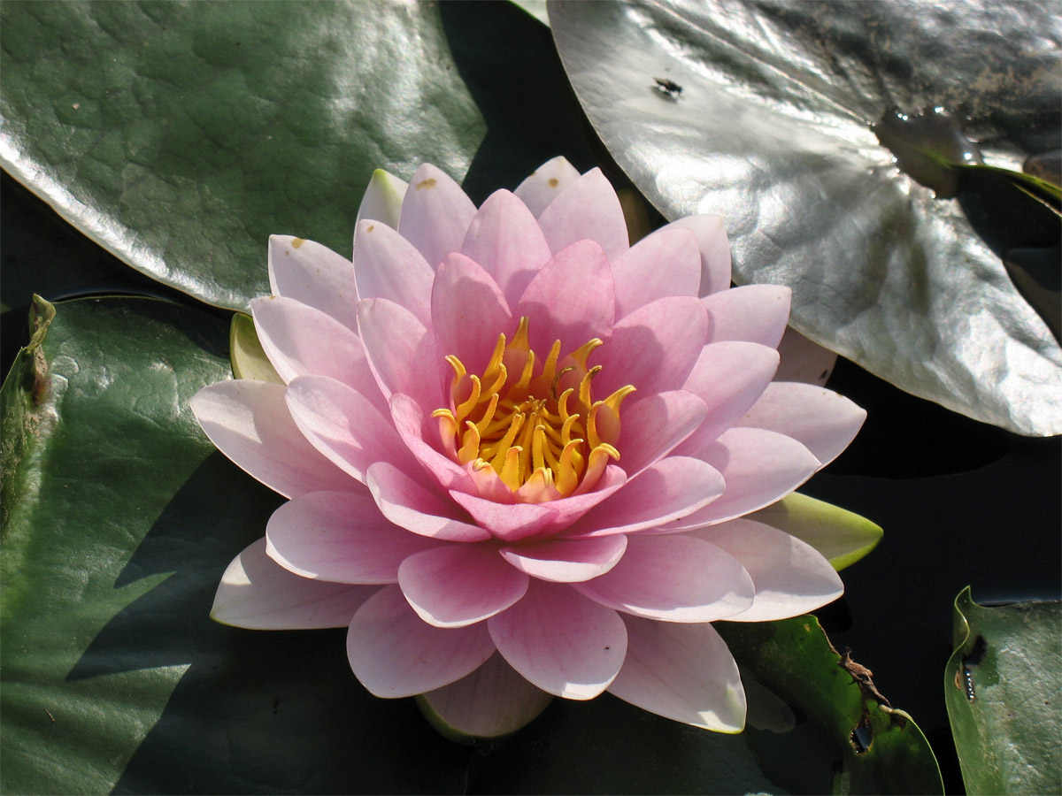 Image of genus Nymphaea specimen.