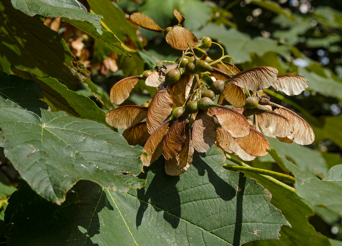 Image of Acer pseudoplatanus specimen.