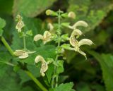 Salvia glutinosa