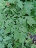 genus Actaea
