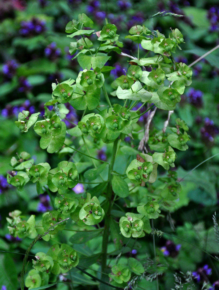 Image of genus Euphorbia specimen.