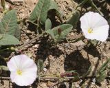Image of taxon representative. Author is Намиг Аббасов