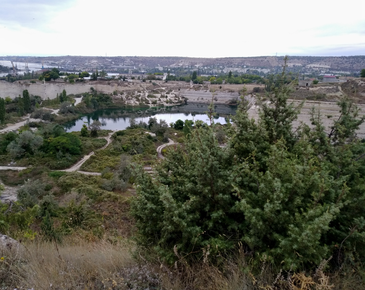 Изображение особи Juniperus deltoides.