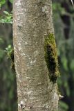 Sorbus aucuparia