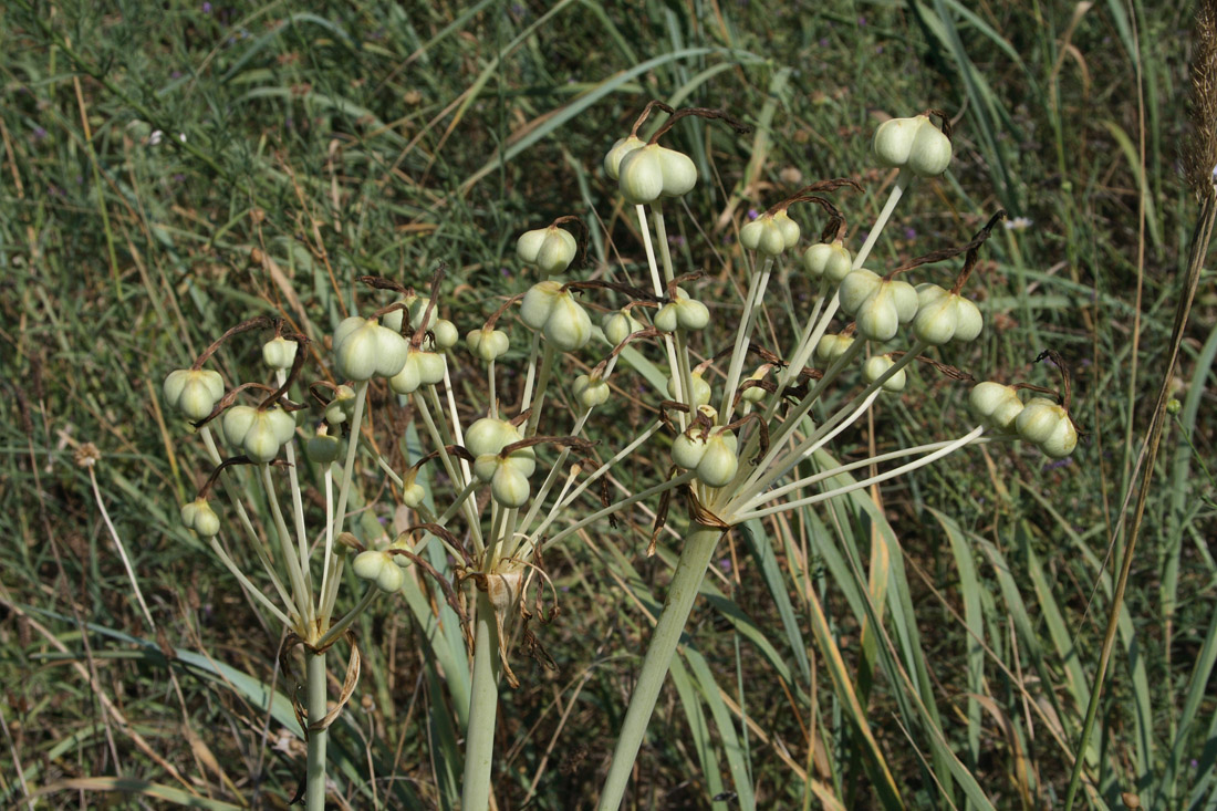Image of Ungernia tadshikorum specimen.