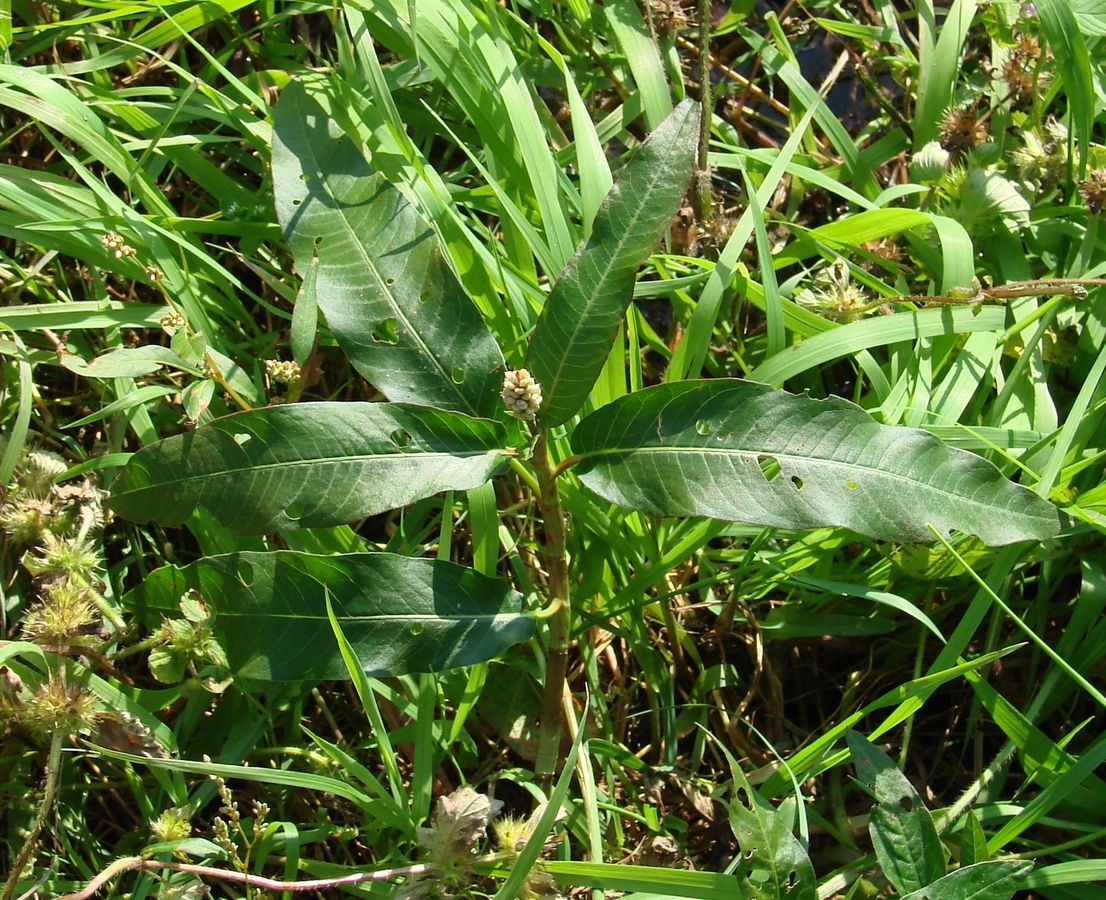 Image of Persicaria amphibia specimen.