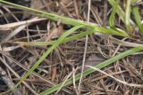 Carex subumbellata