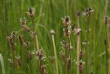 Plantago lanceolata. Верхушки цветущих побегов. Костромская обл., Судиславский р-н, окр. дер. Антипино, обочина полевой дороги. 25.06.2017.