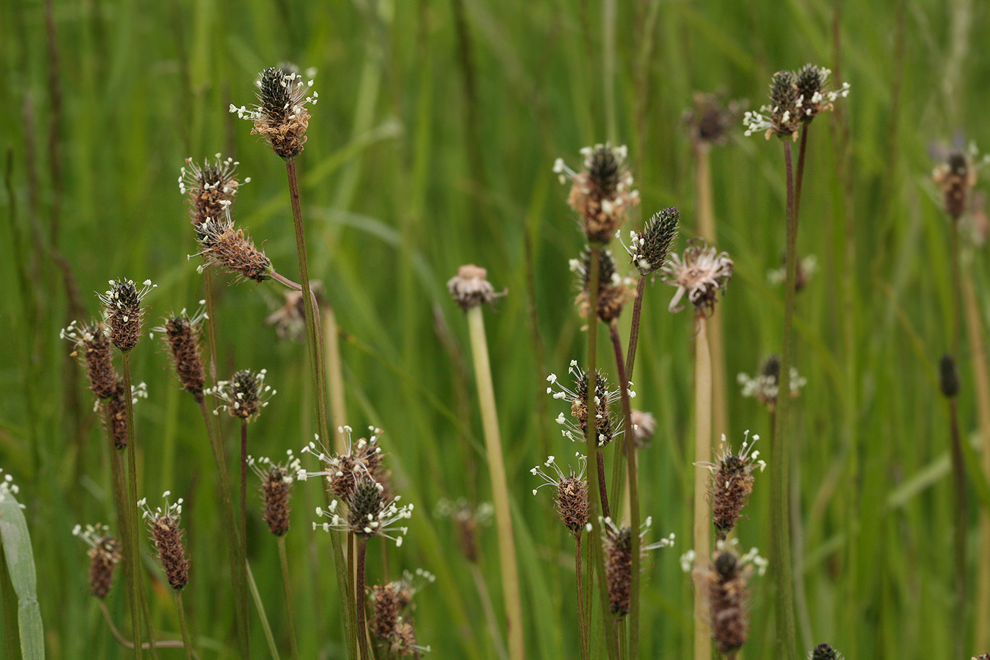 Изображение особи Plantago lanceolata.