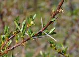 Hippophae rhamnoides. Часть ветви. Алтай, Кош-Агачский р-н, долина р. Чаган-Узун, ≈ 1700 м н.у.м., пойменная терраса. 12.06.2019.