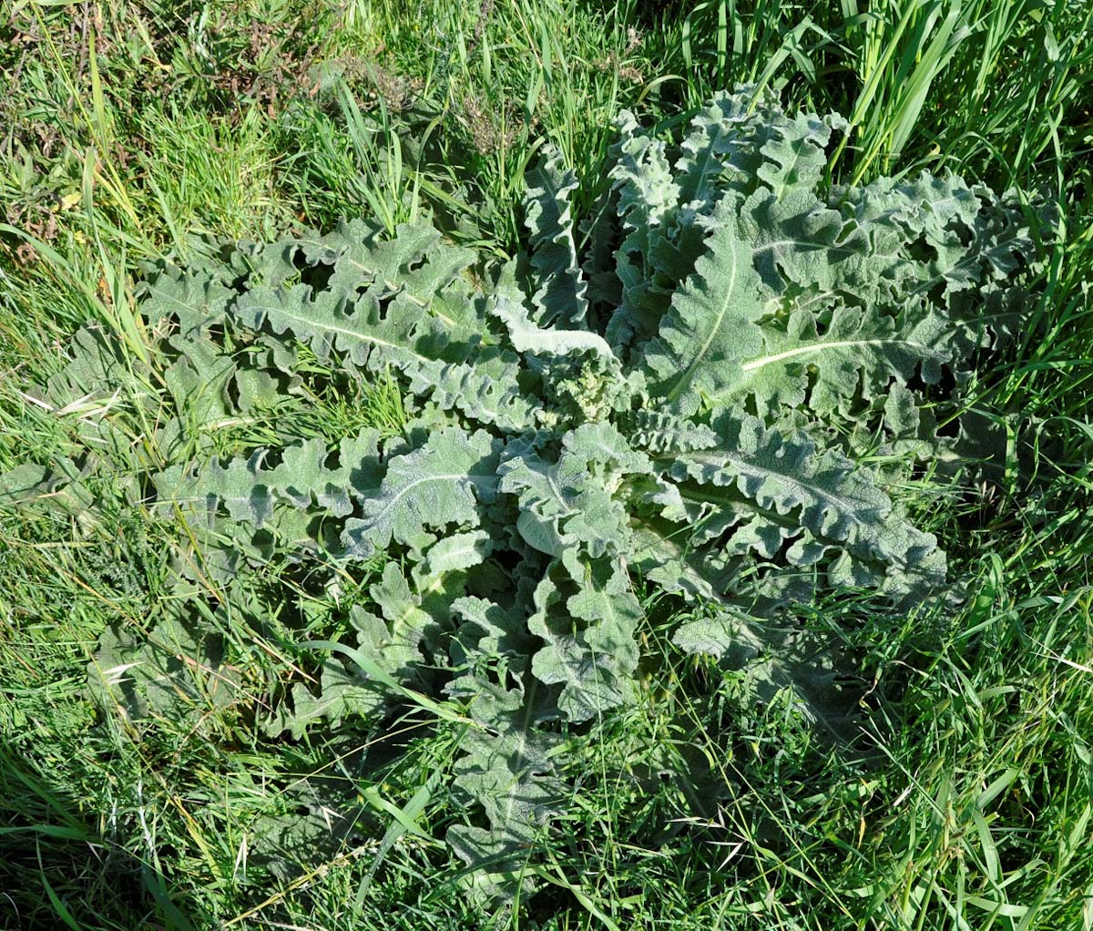 Изображение особи Verbascum sinuatum.