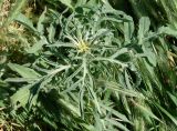 Centaurea iberica
