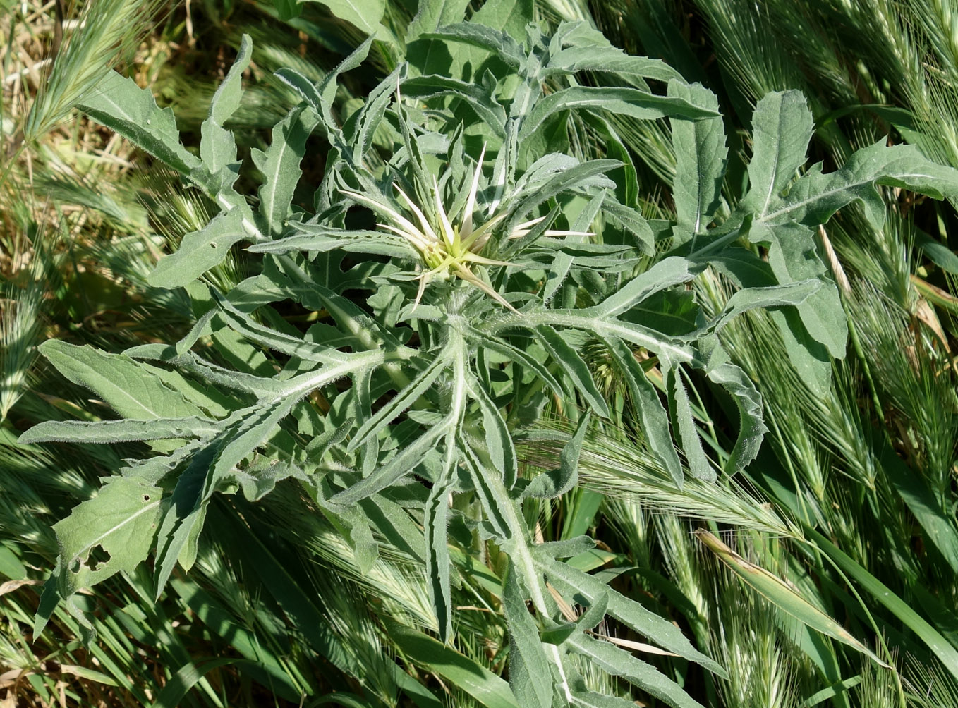 Изображение особи Centaurea iberica.