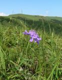 Scabiosa lachnophylla