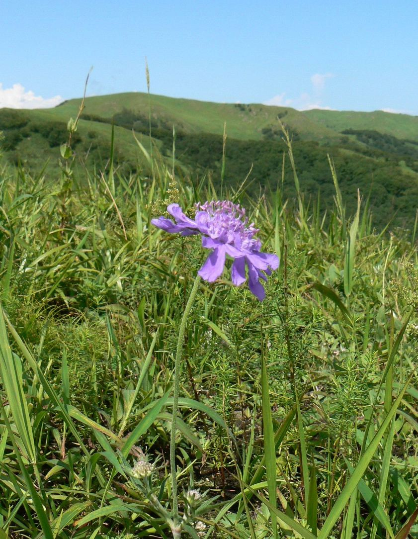 Изображение особи Scabiosa lachnophylla.